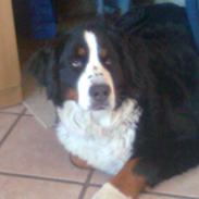 Berner sennenhund Vita