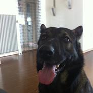 Schæferhund glabo lullu