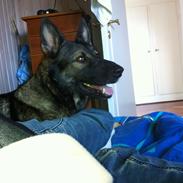 Schæferhund glabo lullu