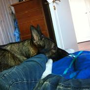 Schæferhund glabo lullu