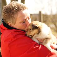 Collie langhåret Lassies American Kind (Morgan)