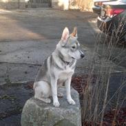 Blanding af racer sacha