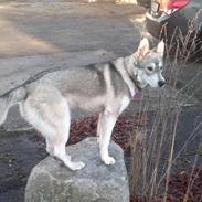 Blanding af racer sacha