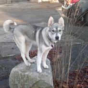 Blanding af racer sacha