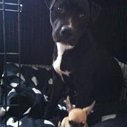 Blanding af racer Amigo