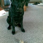 Labrador retriever Balder