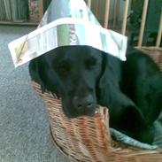 Labrador retriever Balder