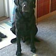 Labrador retriever Balder