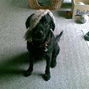 Labrador retriever Balder