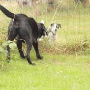 Labrador retriever Balder