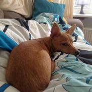 Podengo portugues pequeno Gaia