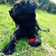 Riesenschnauzer La-Riesens Oscar ''Max''