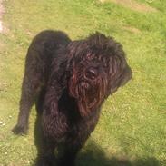 Riesenschnauzer La-Riesens Oscar ''Max''