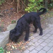 Riesenschnauzer La-Riesens Oscar ''Max''