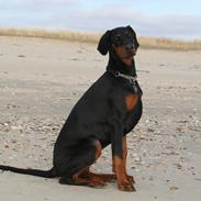 Dobermann Proud Danish Fancy Face(Chica)