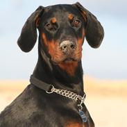 Dobermann Proud Danish Fancy Face(Chica)