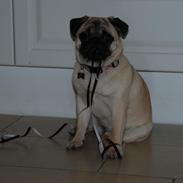 Mops Bodil