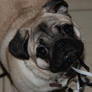 Mops Bodil