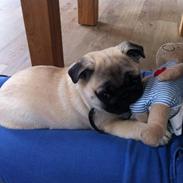 Mops Bodil