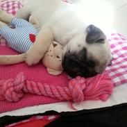Mops Bodil