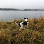Dansk svensk gaardhund Olsen