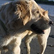 Golden retriever Tilde