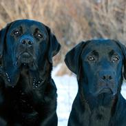 Labrador retriever Cody (Himmelhund)