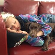 Field spaniel Toffie