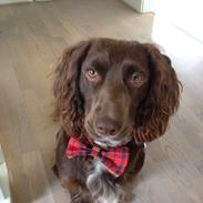 Field spaniel Toffie