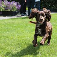 Field spaniel Toffie