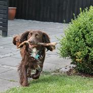 Field spaniel Toffie