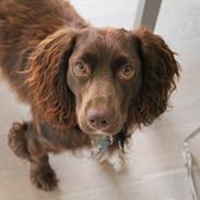 Field spaniel Toffie