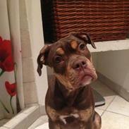 Olde english bulldogge Carlos