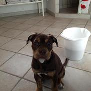 Olde english bulldogge Carlos