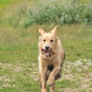 Blanding af racer Alex