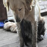 Blanding af racer Alex