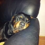 Rottweiler Diesel