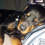Rottweiler Diesel