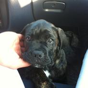 Cane corso Feke