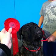 Cane corso Feke