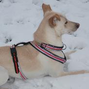 Blanding af racer Khamsin