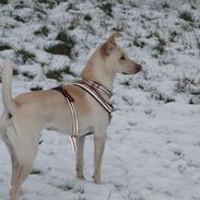 Blanding af racer Khamsin