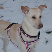 Blanding af racer Khamsin