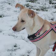 Blanding af racer Khamsin