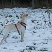 Blanding af racer Khamsin