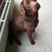 Labrador retriever Jackson