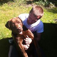 Labrador retriever Jackson