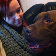 Labrador retriever Jackson