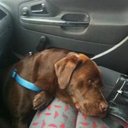 Labrador retriever Jackson