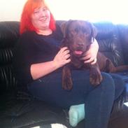 Labrador retriever Jackson